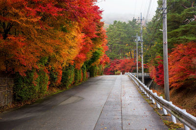 Colorful fall maple trees and morning fog at uphill road in kawaguchiko lake, yamanashi