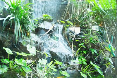 Stream flowing through rocks