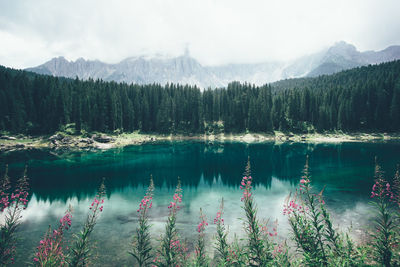 Scenic view of lake carezza against trees