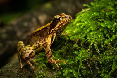 Close-up of frog on land