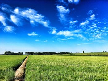 Scenic view of agricultural field against blue sky