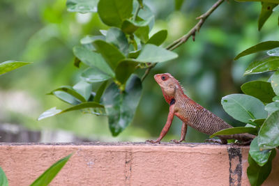 Close-up of a lizard