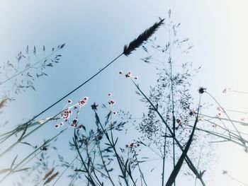 Low angle view of birds on tree against sky