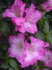 Close-up of pink flowers