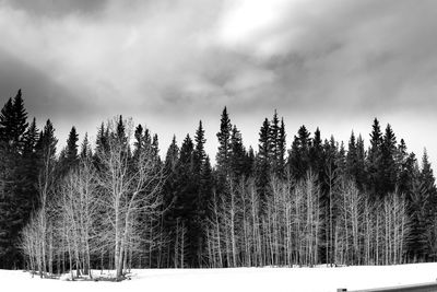 Trees on snow covered landscape against sky