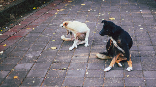 High angle view of dog on sidewalk