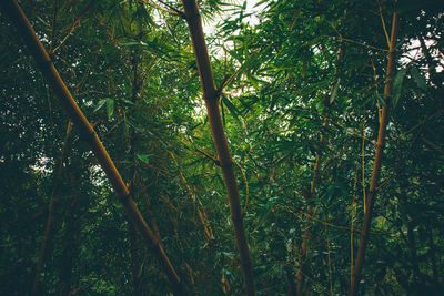 Low angle view of bamboo trees in forest