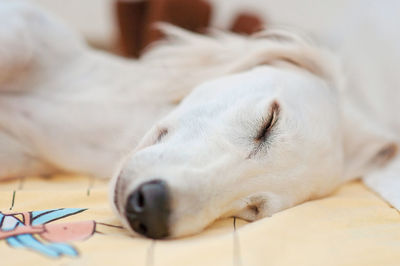Close-up of dog sleeping on bed at home