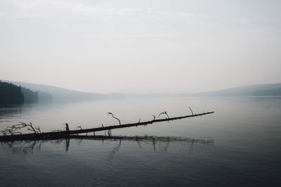 Fallen dead tree in lake during foggy weather