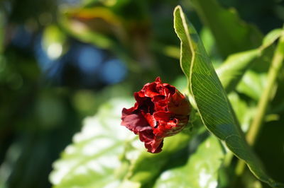 Close-up of red rose blooming outdoors