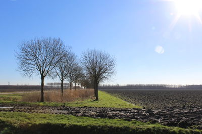 Scenic view of grassy field against sky