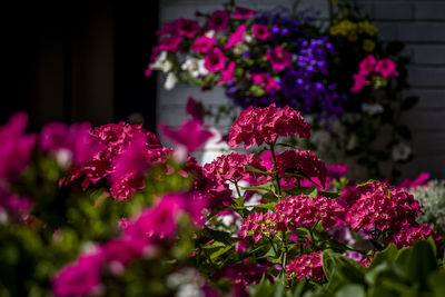 Close-up of pink flowering plants