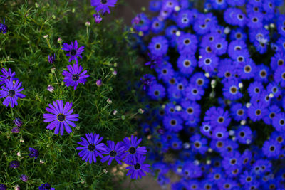 Close-up of purple flowering plants in park