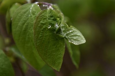 Close-up of wet plant leaves