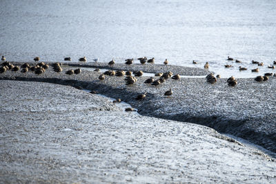 High angle view of birds on beach