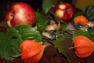 High angle view of snail with fruits and leaves on table