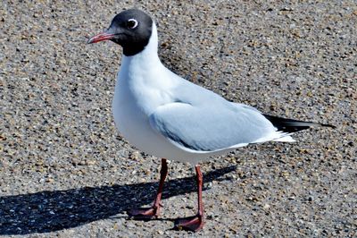 High angle view of seagull on land