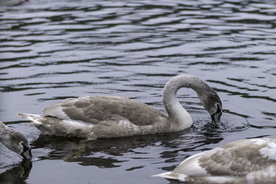 Cygnet swimming in lake