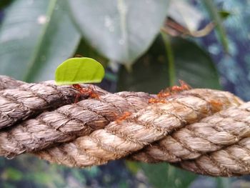 Close-up of ropes on leaves