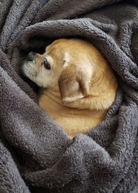 Close-up of sleeping cat