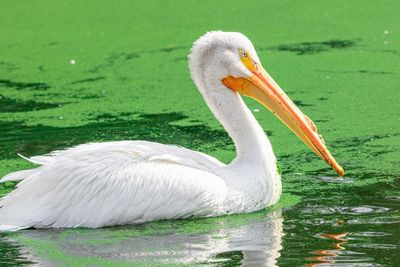 Swan swimming in lake