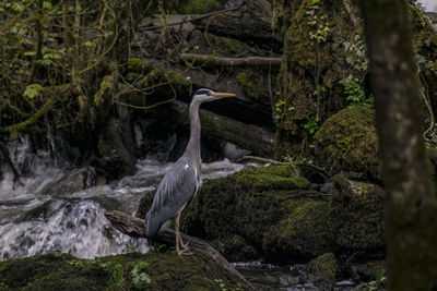 View of birds in water