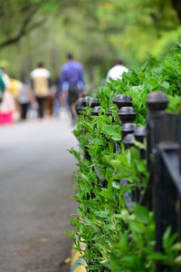 Close-up of a man with green leaves