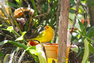 Close-up of parrot perching on branch