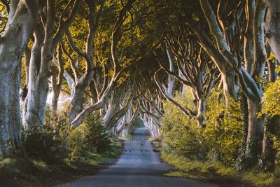 Empty road along trees in forest