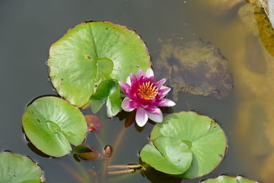 Close-up of lotus water lily in lake