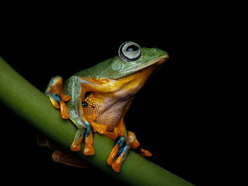 Close-up of frog over black background