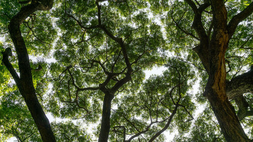 Low angle view of trees in forest against sky