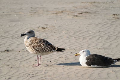 Duck swimming on sand at beach