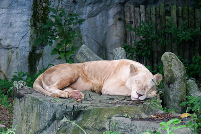 Lioness relaxing on rock