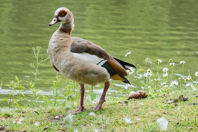 Duck on lakeshore