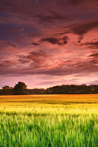 Scenic view of agricultural field against sky during sunset