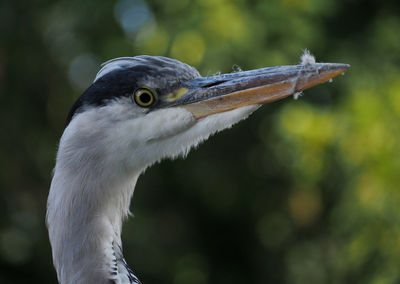 Close-up of a bird