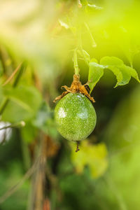 Close-up of berries growing on plant