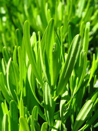 Full frame shot of green plants