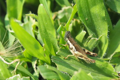 Close-up of insect on leaf