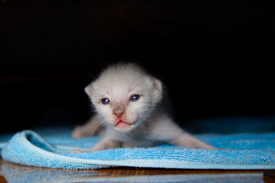 Close-up portrait of a kitten