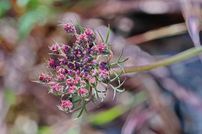 Close-up of pink flowering plant
