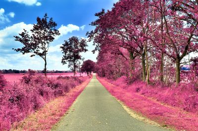 View of pink flowering trees by road against sky