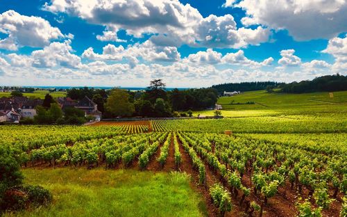 Scenic view of agricultural field against sky