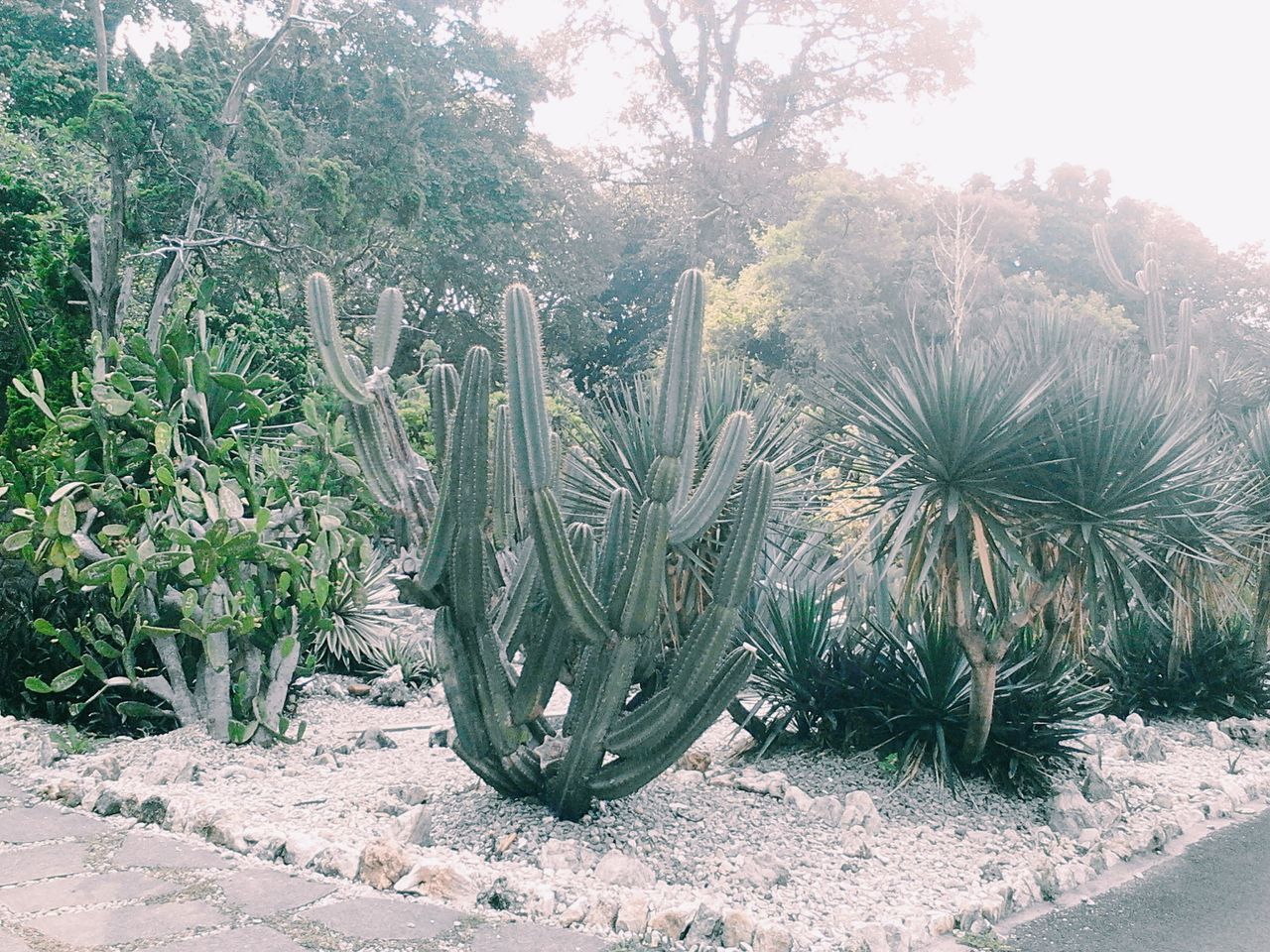 Kebun Raya Bogor