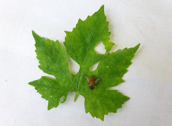 High angle view of green leaves on white background