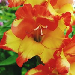 Close-up of yellow flower