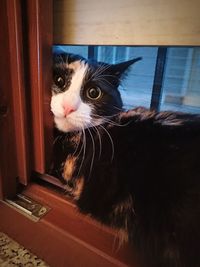 Close-up of cat looking away