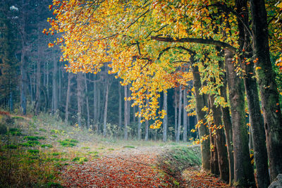 Trees in forest during autumn