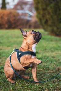 Dog looking away on land